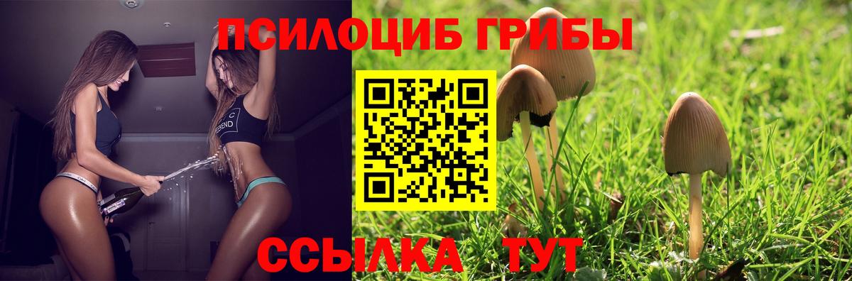 купить наркоту  Псилоцибиновые грибы Psilocybine cubensis  Вход с VPN  Фрязино 